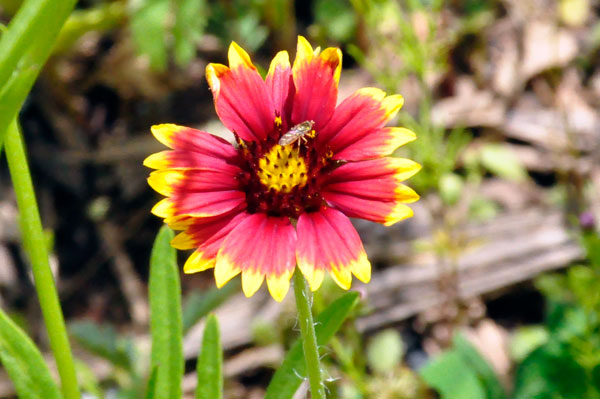 flower and bee